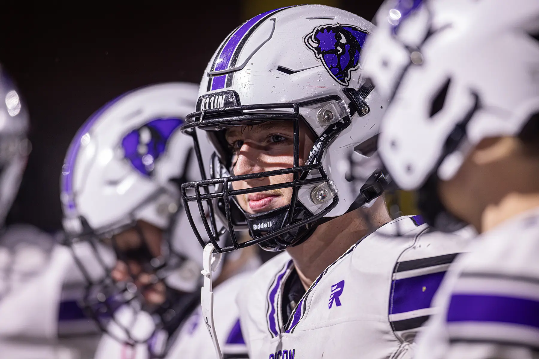 Focused Buffalo Bison